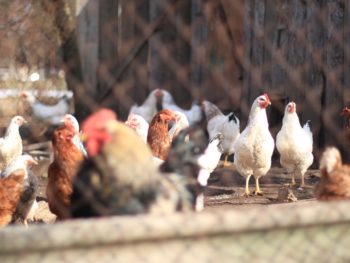 poultry-house